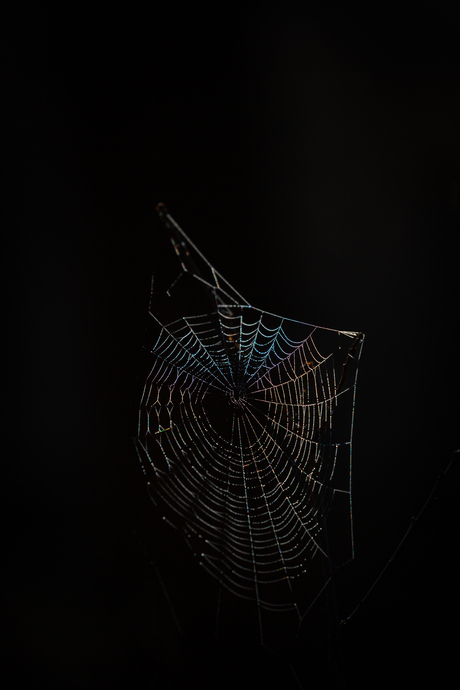 in het donkere bos brengt het licht het spinnenweb tot leven.