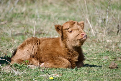 Jong Schotse Hooglander