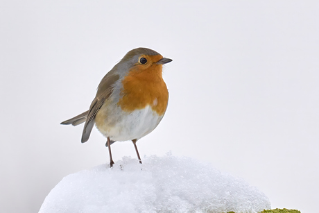 Gezegende Kerstdagen