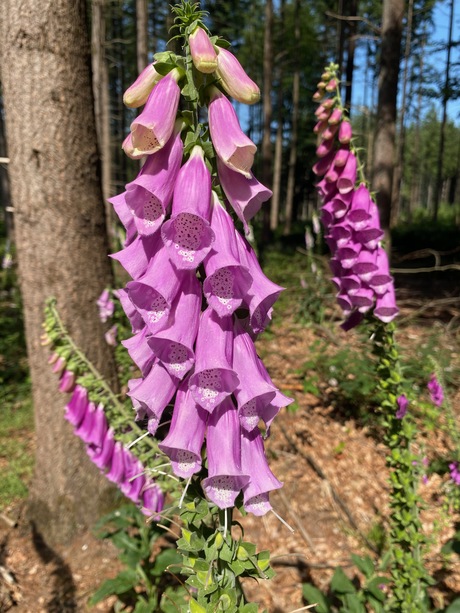 Vingerhoedskruid
