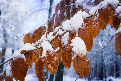 Herfstbladeren in winterjas