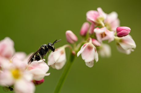 Op zoek naar de bloem