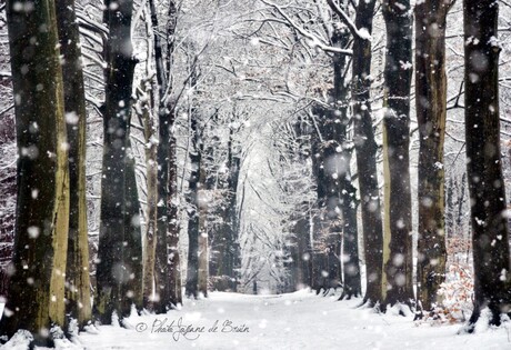 Sneeuwbui in het bos