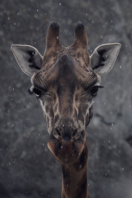 Giraffe 