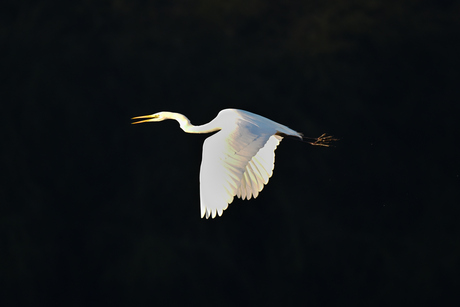 witte reiger donkere achtergrond