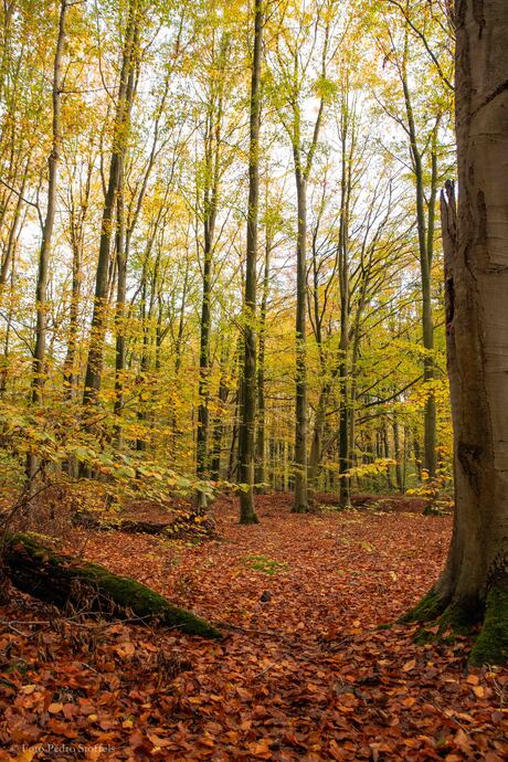 Herfstkleuren in het Waterloopbos