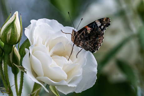 Vlinder op roos