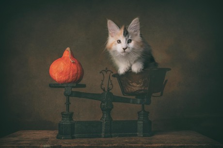 kitten in de weegschaal