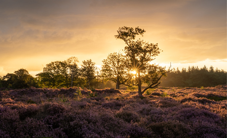 Zonsopkomst Bakkeveense Duinen