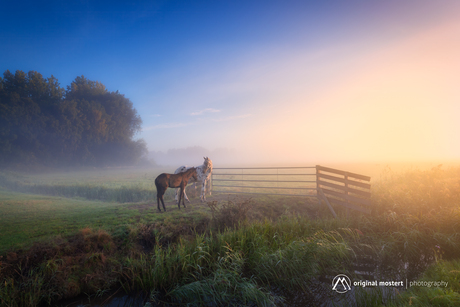 Paarden in de stilte...
