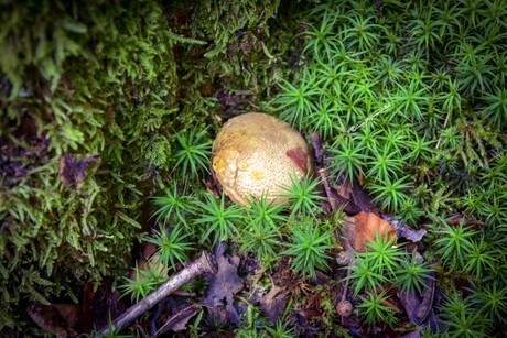 Calvatia nipponica Paddenstoel 