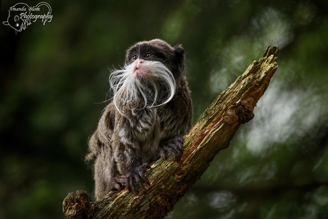 Keizertamarin