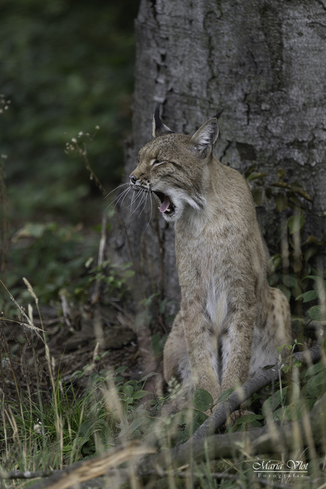 Lynx 