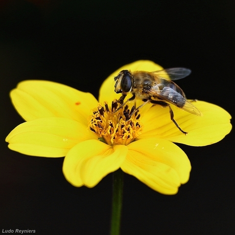 Blinde bij  -  Eristalis Tenax