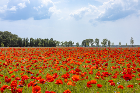 Mega klaprozenveld