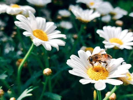 Lente in het klein