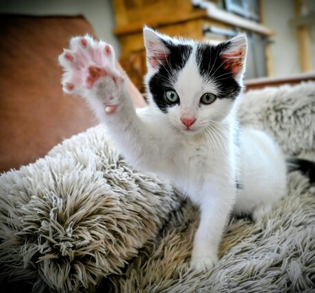High Five