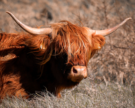 Wildlife in de “voortuin”