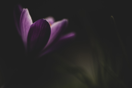 Spring time is comming