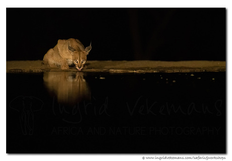 Caracal