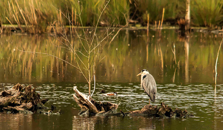 Reiger