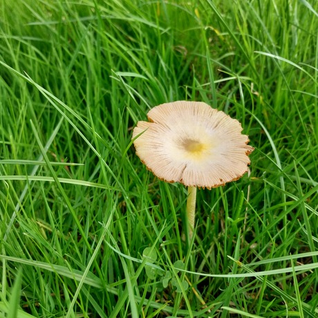 Paddenstoelen 