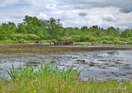 Fjordenpaarden in het Fochterloërveen in HDR 