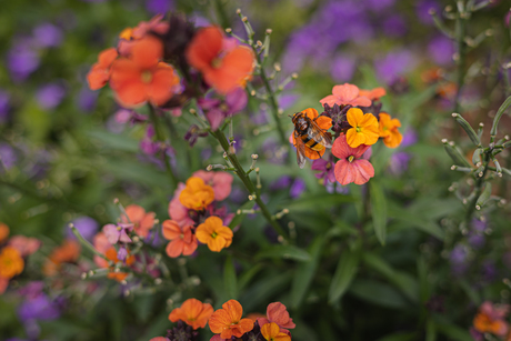 Bij op kleurige bloemen