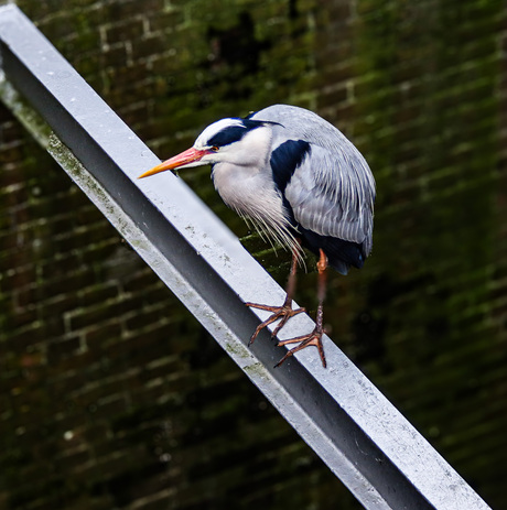 Rustende Reiger