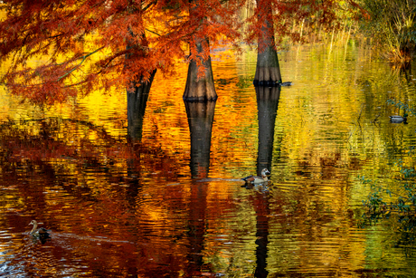Kleurenpalet in het water