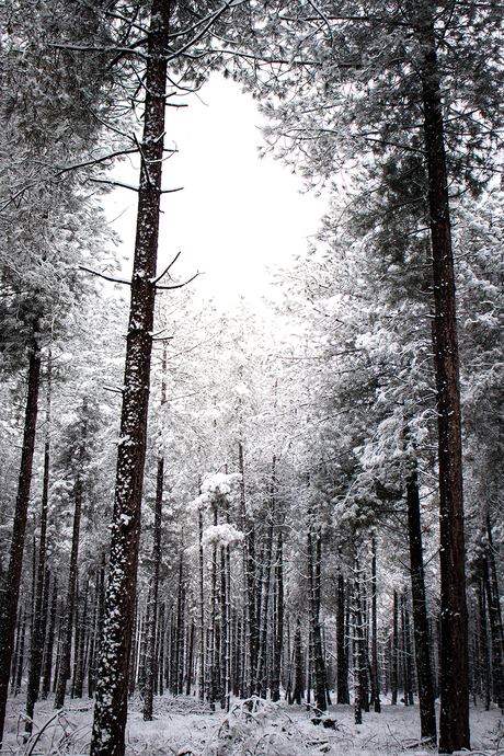 Hoge bomen