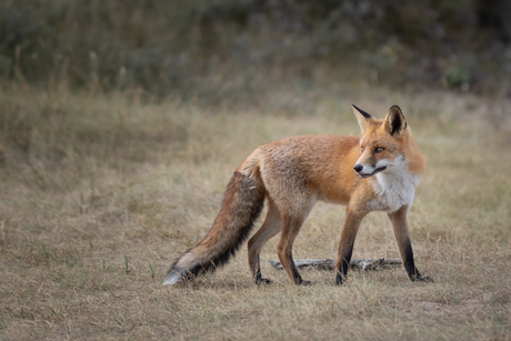 Vos in de Amsterdamse waterleidingduinen