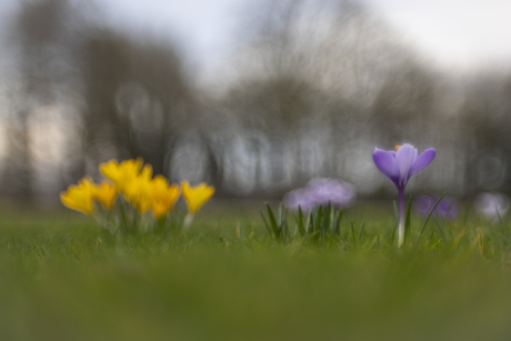 Voorjaarsbloeiers