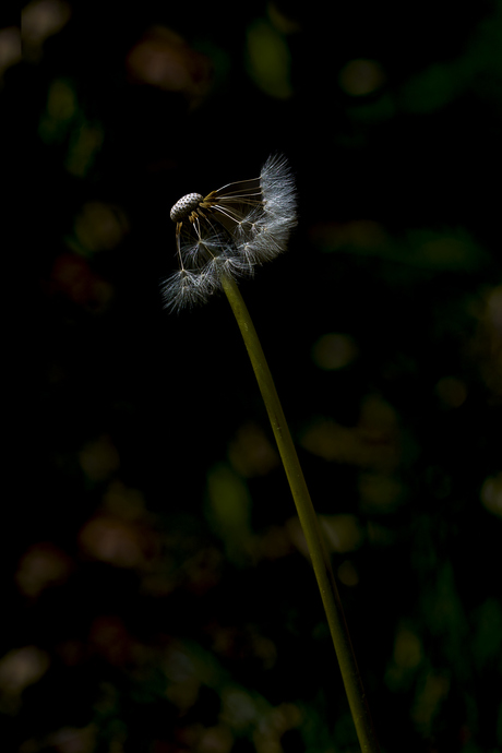 Dotjes