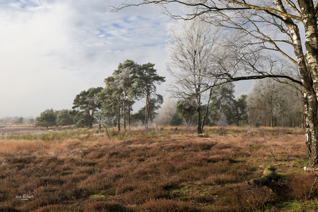 Heideveld in de winter