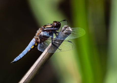 Platbuik Libelle 