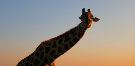 Giraffe in het avondlicht