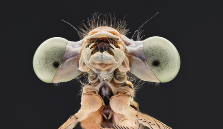 Waterjuffer macro