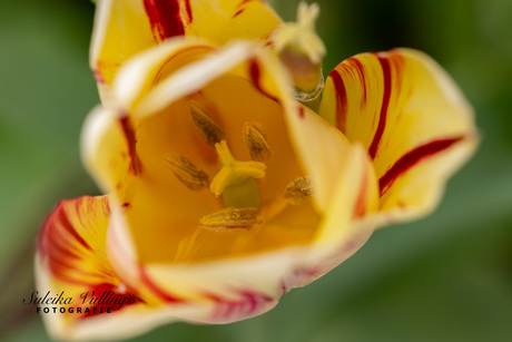Binnen in de tulp