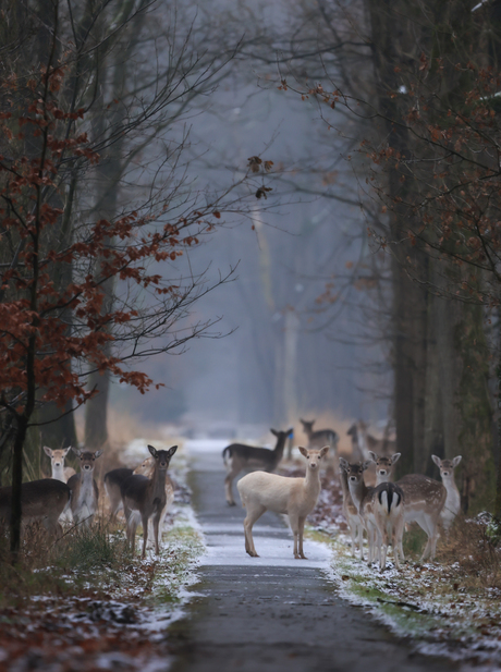 Damherten op mijn pad...