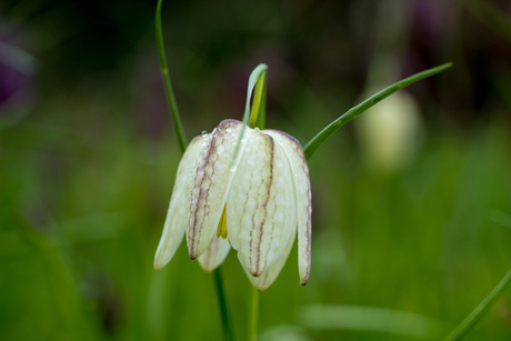 Wilde kievitsbloem