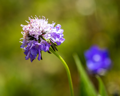 Purple flower