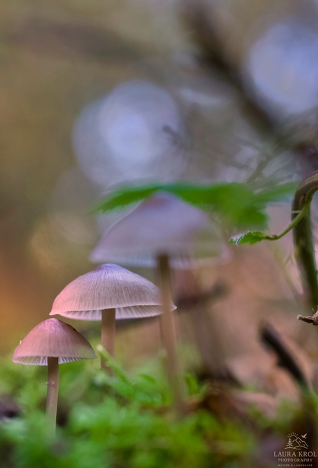 Mycena's in het ochtendlicht