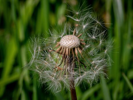 Paardenbloem