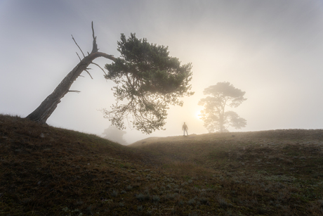 Fanal forest in Nederland