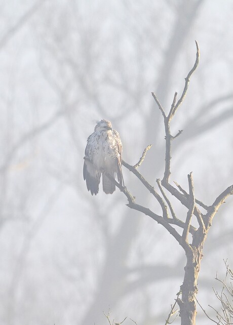 Buizerd