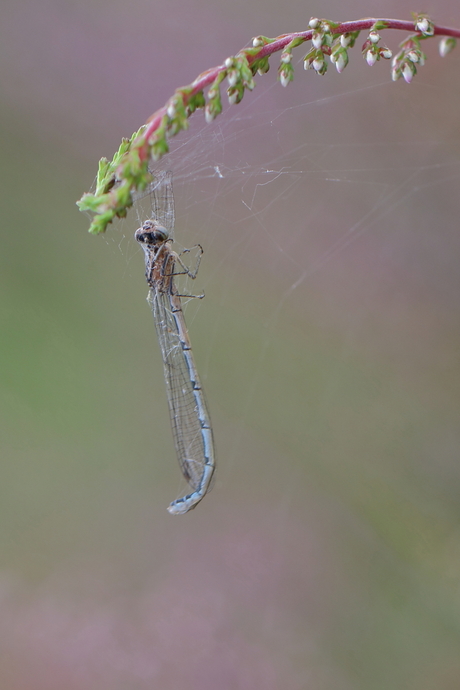 watersnuffel in web