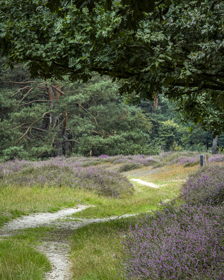 Heide in de bloei