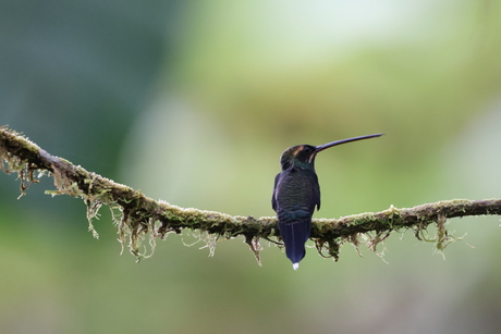 Hummingbird black