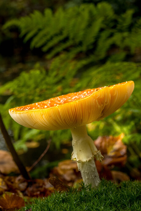 Niet alles staat recht in de natuur